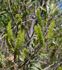 Attēlu rezultāti vaicājumam “Chionaspis salicis imago”