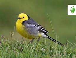 Attēlu rezultāti vaicājumam “Motacilla citreola”