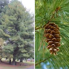 Attēlu rezultāti vaicājumam “Pinus strobus fruit”