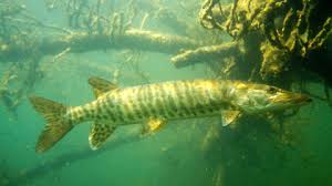 Image result for Esox masquinongy