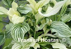 Attēlu rezultāti vaicājumam “Hosta sp.”