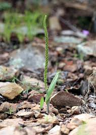 Attēlu rezultāti vaicājumam “Oxyrrhynchium hians var. rigidum macro”