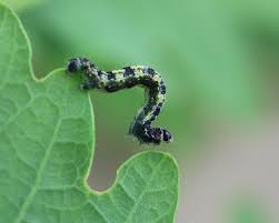 Attēlu rezultāti vaicājumam “Agriopis leucophaearia”