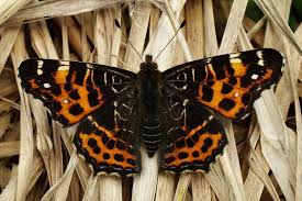 Attēlu rezultāti vaicājumam “Araschnia levana”