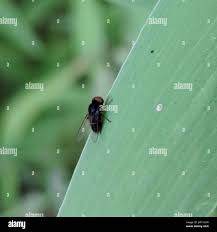 Attēlu rezultāti vaicājumam “Platypezidae”