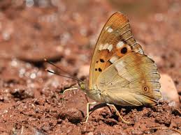 Attēlu rezultāti vaicājumam “Apatura ilia underside”