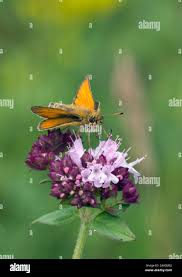 Attēlu rezultāti vaicājumam “Thymelicus lineola male”