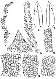 Attēlu rezultāti vaicājumam “Fissidens taxifolius”
