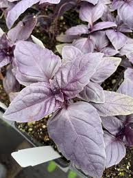 Image result for Ocimum basilicum