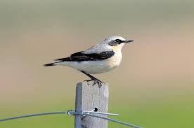 Attēlu rezultāti vaicājumam “Oenanthe oenanthe”