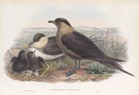 Image result for Stercorarius parasiticus