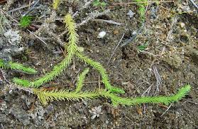 Attēlu rezultāti vaicājumam “Lycogala botrydium”