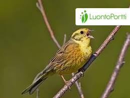 Attēlu rezultāti vaicājumam “Emberiza citrinella”