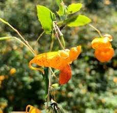Attēlu rezultāti vaicājumam “Impatiens parviflora fruit”