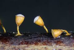 Attēlu rezultāti vaicājumam “Craterium minutum cf. var. brunneum stalked”