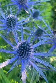 Image result for Blaudistel