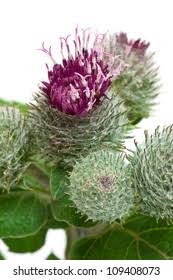 Attēlu rezultāti vaicājumam “Arctium tomentosum flower”