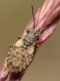 Attēlu rezultāti vaicājumam “Nithecus jacobaeae”