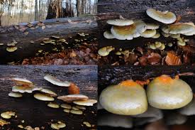 Attēlu rezultāti vaicājumam “Panellus serotinus”