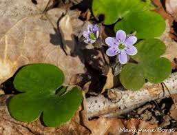 Attēlu rezultāti vaicājumam “Hepatica nobilis bud”