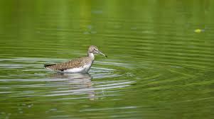Attēlu rezultāti vaicājumam “Tringa ochropus”