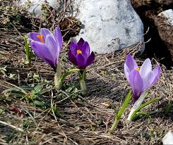 Attēlu rezultāti vaicājumam “Crocus vernus subsp. vernus flower”