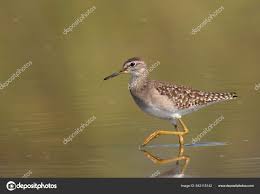 Attēlu rezultāti vaicājumam “Tringa glareola”