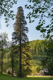 Image result for Mammutbaum