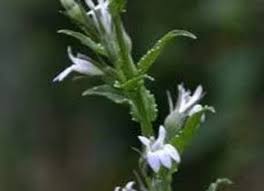 Attēlu rezultāti vaicājumam “Lobeliaceae”