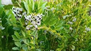 Attēlu rezultāti vaicājumam “Vicia faba flower”