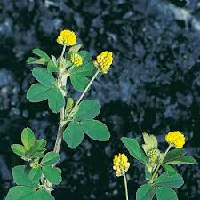 Attēlu rezultāti vaicājumam “Medicago lupulina”