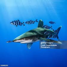 Image result for Carcharhinus longimanus