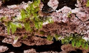 Attēlu rezultāti vaicājumam “Ceriporia excelsa”