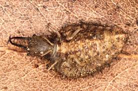 Attēlu rezultāti vaicājumam “Myrmeleontidae larva”