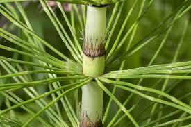 Attēlu rezultāti vaicājumam “Equisetum telmateia”