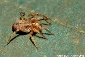 Attēlu rezultāti vaicājumam “Anyphaena accentuata”