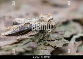 Attēlu rezultāti vaicājumam “Apamea ophiogramma”