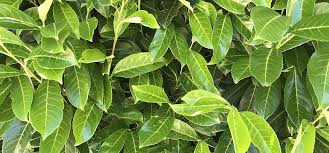 Image result for feuille-laurier-silex