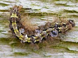 Attēlu rezultāti vaicājumam “Eilema depressa”