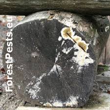 Attēlu rezultāti vaicājumam “Coniophora puteana”