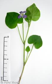 Attēlu rezultāti vaicājumam “Viola riviniana”