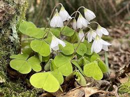 Attēlu rezultāti vaicājumam “Oxalis acetosella leaf”