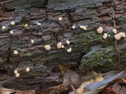 Attēlu rezultāti vaicājumam “Tubifera magna young”