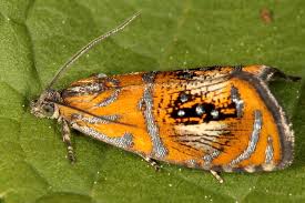 Attēlu rezultāti vaicājumam “Olethreutes arcuella”