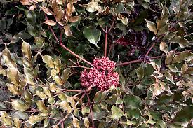 Attēlu rezultāti vaicājumam “Vitaceae”