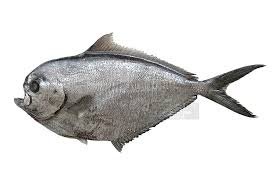 Image result for Eumegistus illustris