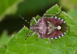 Attēlu rezultāti vaicājumam “Dolycoris baccarum”