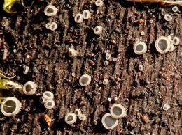 Attēlu rezultāti vaicājumam “Mollisia amenticola”