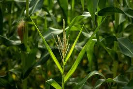 Attēlu rezultāti vaicājumam “Zea mays male flower”
