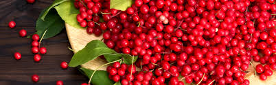 Attēlu rezultāti vaicājumam “Schisandra chinensis”